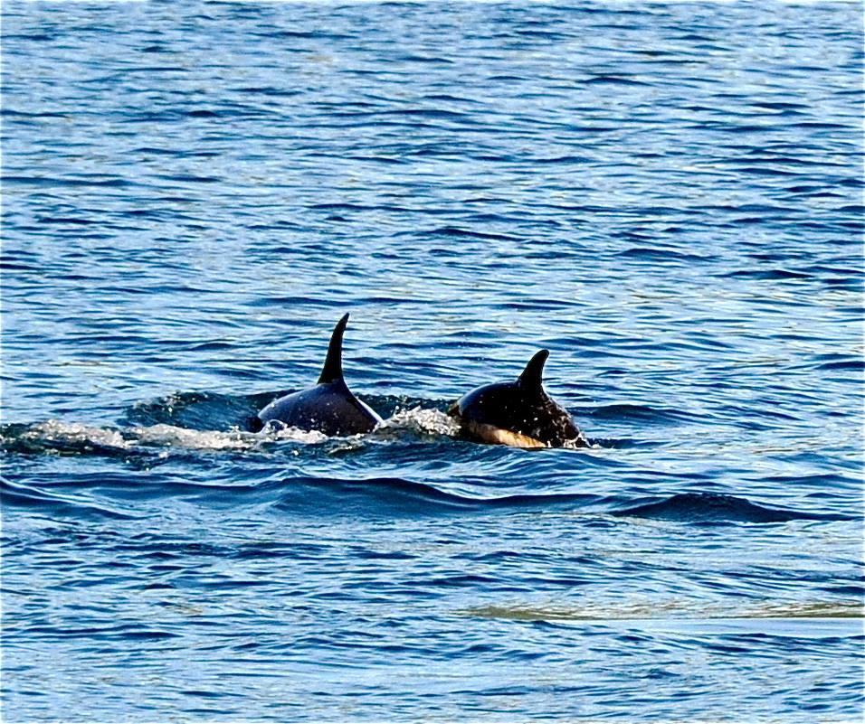 Toftenes Sjohuscamping Alsvåg エクステリア 写真